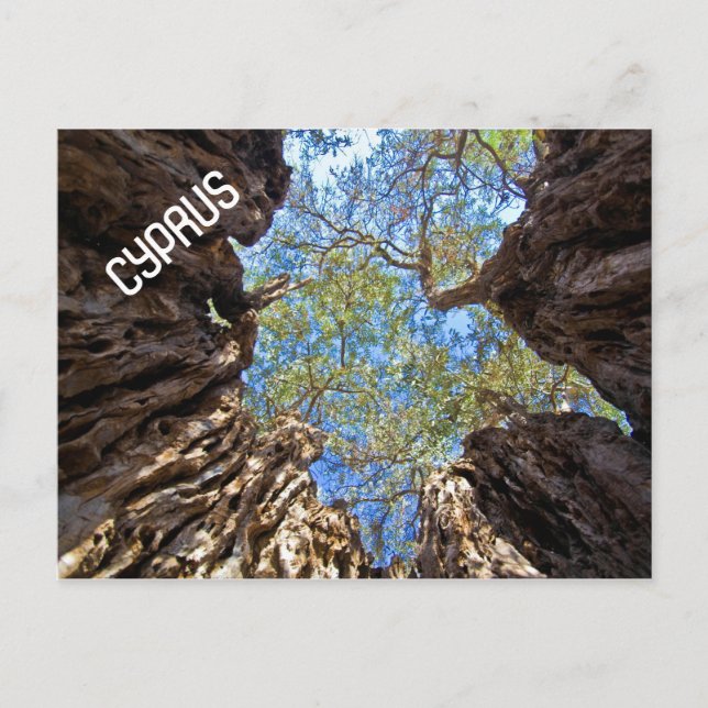 ANCIENT OLIVE TREE CYPRUS POSTCARD (Front)