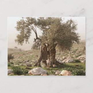 ancient olive tree from north of jordan postcard