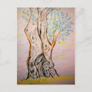 Ancient Olive Tree Postcard