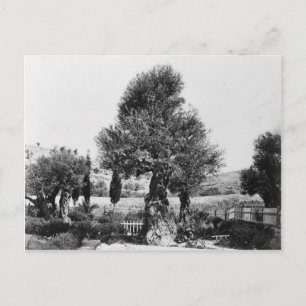 Ancient olive trees in the Garden of Gethsemane Postcard