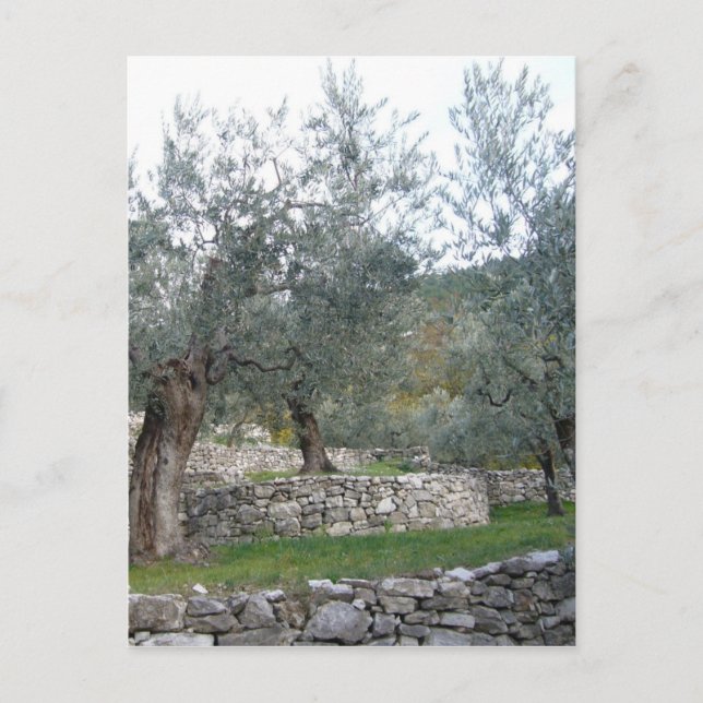 Ancient Olive Trees Postcard (Front)