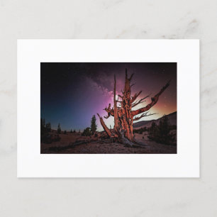 Ancient Pine and Milky Way Holiday Postcard