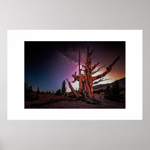 Ancient Pine and Milky Way Poster