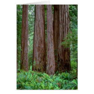 Ancient Redwoods Towering