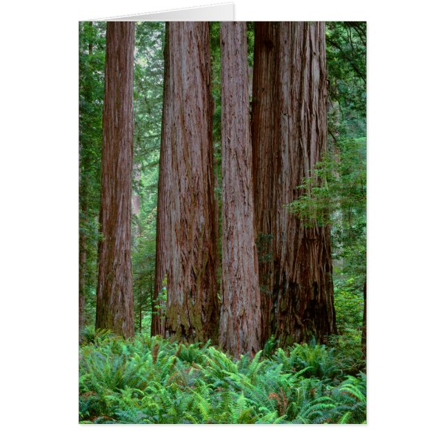 Ancient Redwoods Towering (Front)