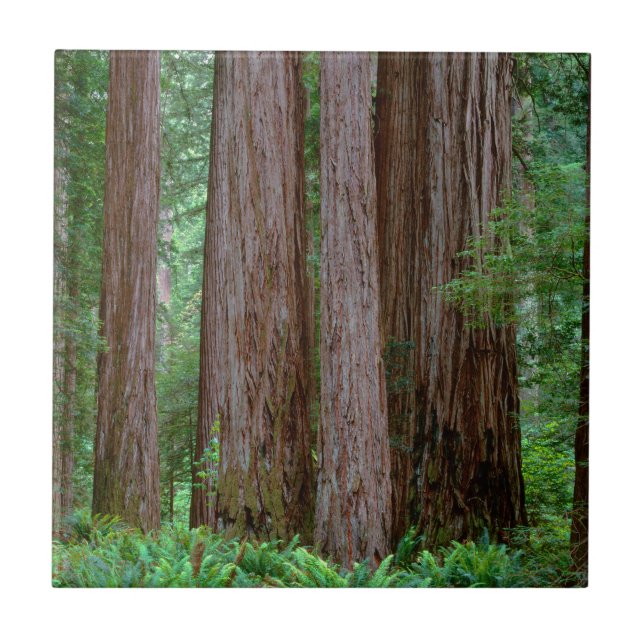Ancient Redwoods Towering Ceramic Tile (Front)