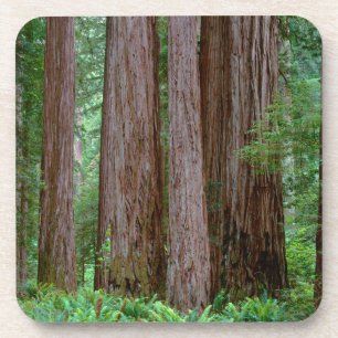 Ancient Redwoods Towering Coaster