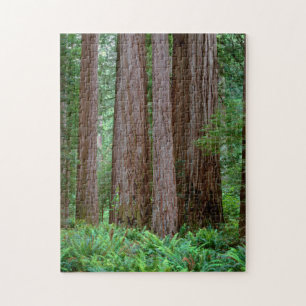 Ancient Redwoods Towering Jigsaw Puzzle