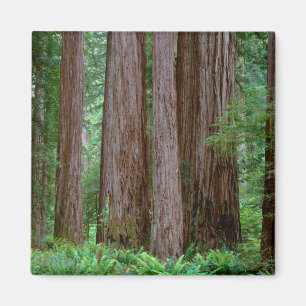 Ancient Redwoods Towering Magnet