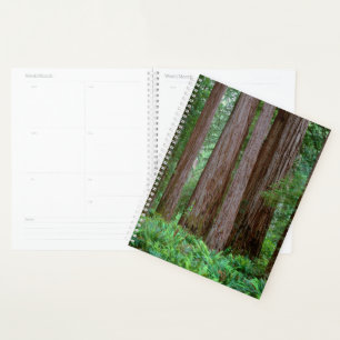 Ancient Redwoods Towering Planner