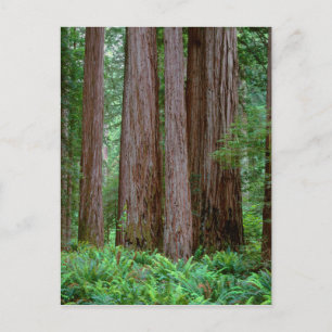 Ancient Redwoods Towering Postcard