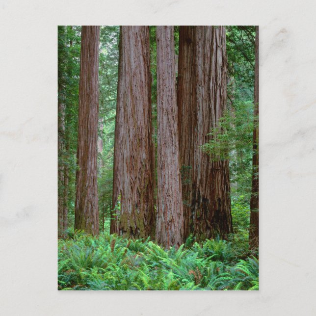 Ancient Redwoods Towering Postcard (Front)