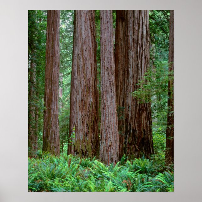 Ancient Redwoods Towering Poster (Front)