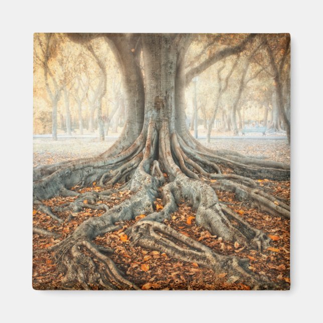 Ancient Tree Roots Magnet (Front)