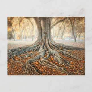 Ancient Tree Roots Postcard