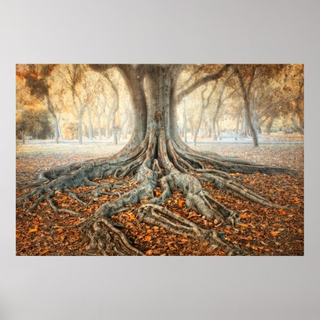 Ancient Tree Roots Poster (Front)