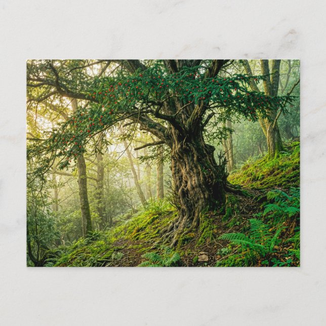 Ancient yew with red forest berries postcard (Front)