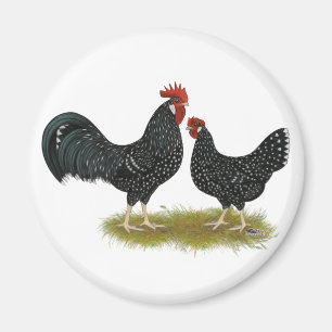 Ancona Chickens Magnet