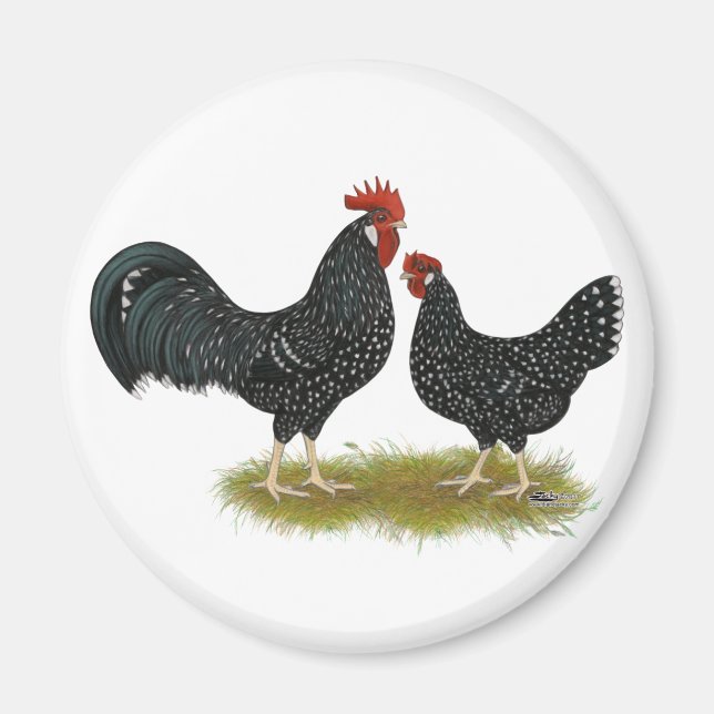 Ancona Chickens Magnet (Front)