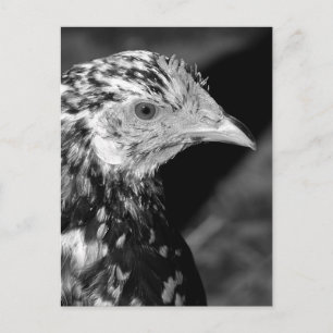 Ancona Hen Postcard