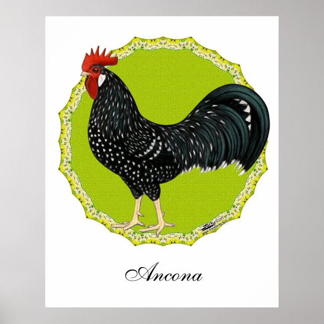 Ancona Rooster Poster (Front)