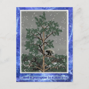 And A Porcupine In A Pine Tree Postcard