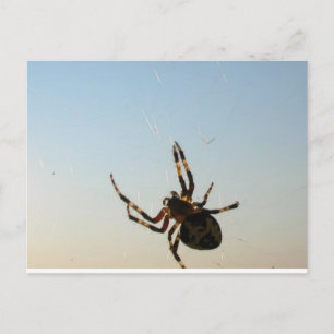 And Down Sat a Spider Postcard