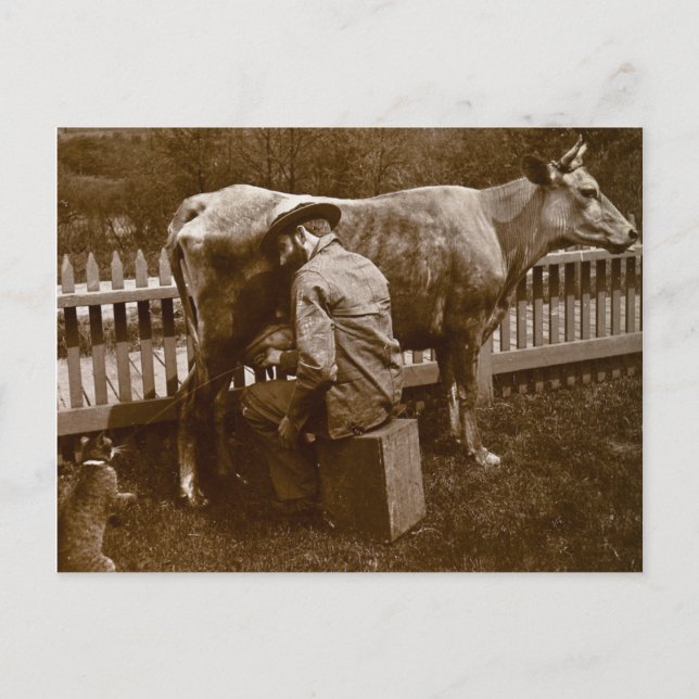 And Nicodemus the Cat was Fed by the Wayside Postcard (Front)