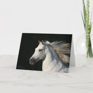 Andalucian Stallion Headshot Mane Flowing Card