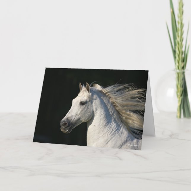Andalucian Stallion Headshot Mane Flowing Card (Front)
