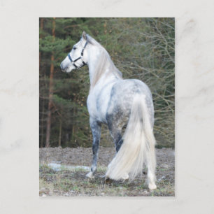 Andalusian 2 postcard