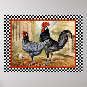 Andalusian Chickens in Farm Poster