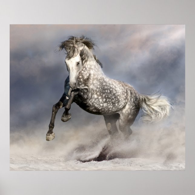 Andalusian dapple gray horse in motion poster (Front)