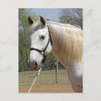 ANDALUSIAN HORSE HEAD MORISCO POSTCARD