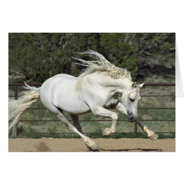 Andalusian Stallion running, PR (Front Horizontal)