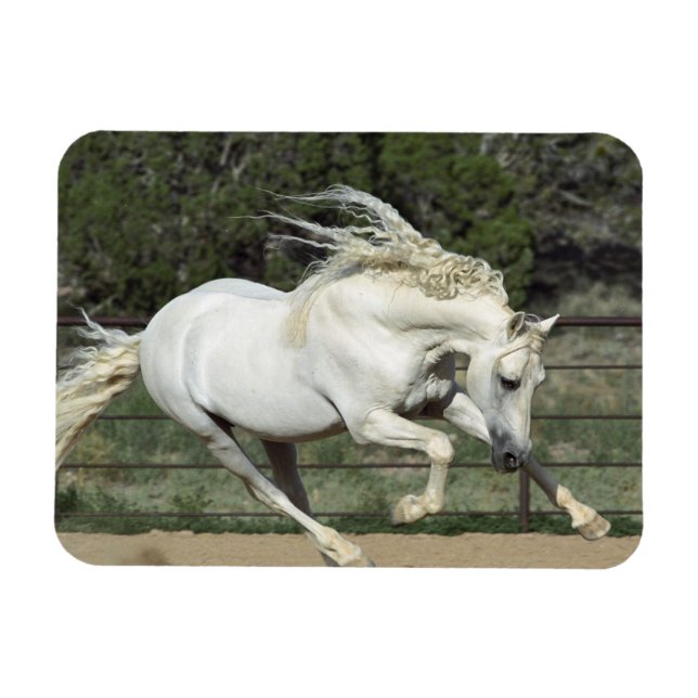 Andalusian Stallion running, PR Magnet (Horizontal)