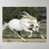 Andalusian Stallion running, PR
