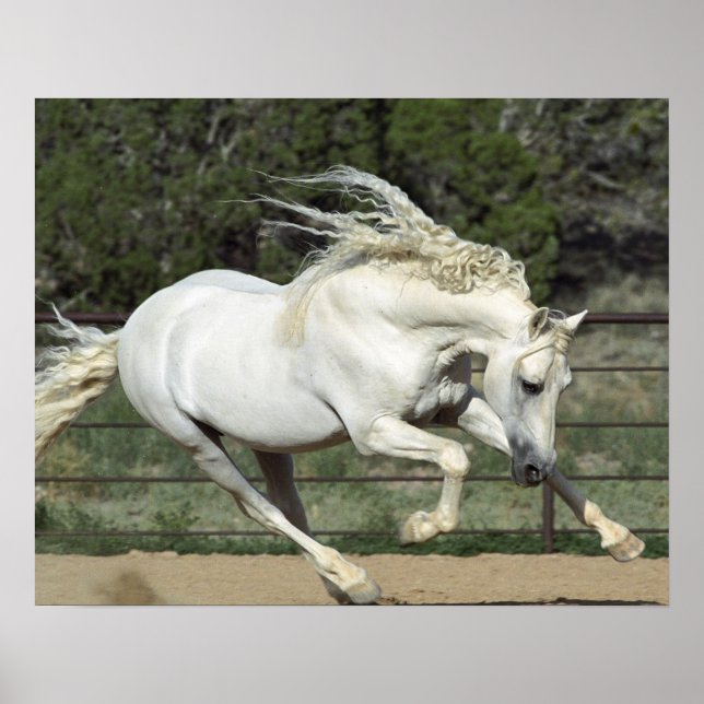 Andalusian Stallion running, PR Poster (Front)