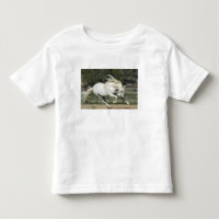 Andalusian Stallion running, PR