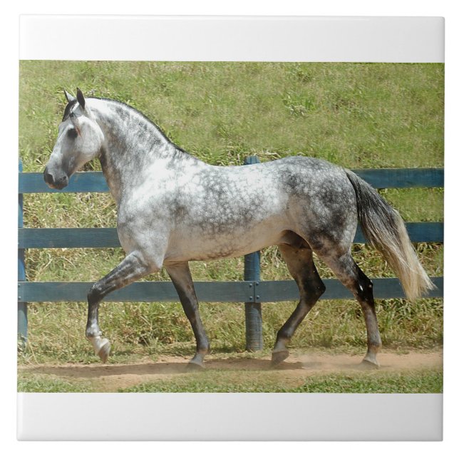 Andalusian Stallion Trotting Ceramic Tile (Front)