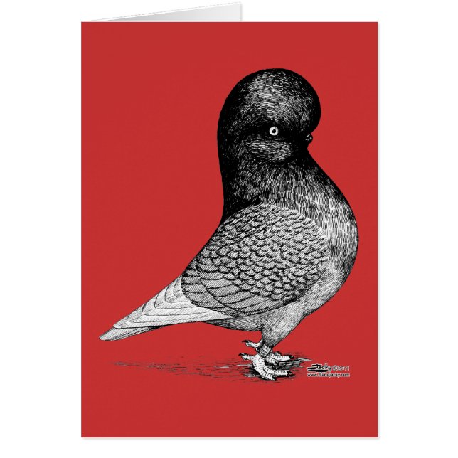 Andalusian Tumbler Pigeon (Front)