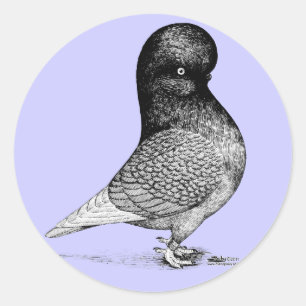 Andalusian Tumbler Pigeon Classic Round Sticker