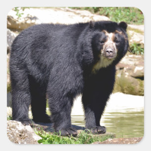 Andean bear square sticker