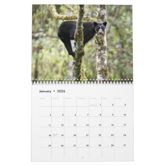 Andean Bears II -15 month calendar 1/2012 - 3/2013 (Jan 2026)