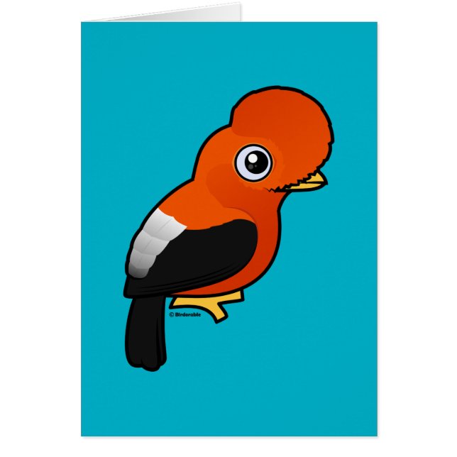 Andean Cock-of-the-rock (Front)