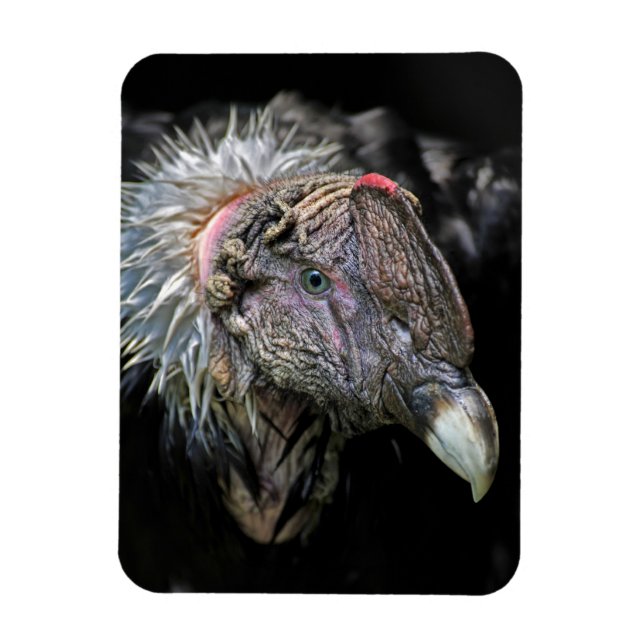 Andean Condor Male Magnet (Vertical)