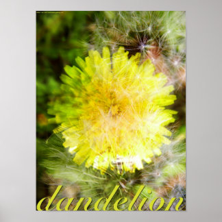 andelion poster