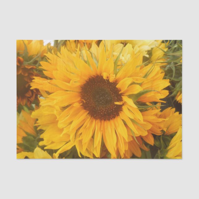 Andriola Tissue Paper (Front)