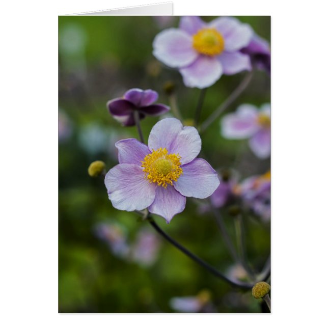 Anemone (Front)