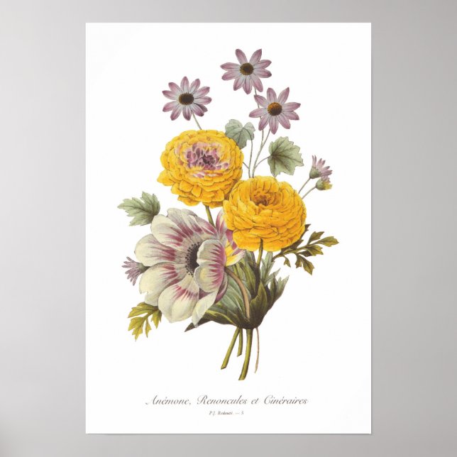 Anemone and Ranunculus Poster (Front)